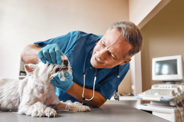 Best Cosmetic Emergency Dentistry in Stockdale, TX